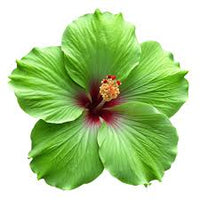 Army Grün Hibiskus Blumensamen zur Aussaat – Wildblume Mischung – Traditionssorte & ohne Gentechnik Samen Hausgarten