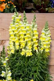 Snapdragon Golden Blumensamen zur Aussaat – sonnenliebend – Traditionssorte & ohne Gentechnik Samen Hausgarten