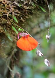 Orange Utricularia Blumensamen zur Aussaat – saisonal Dauerblüher – Traditionssorte & ohne Gentechnik Samen Hausgarten