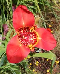 Rot Tigridia Pavonia Blumensamen zur Aussaat – leuchtend Blüten – Traditionssorte & ohne Gentechnik Samen Hausgarten