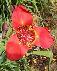 Rot Tigridia Pavonia Blumensamen zur Aussaat – leuchtend Blüten – Traditionssorte & ohne Gentechnik Samen Hausgarten