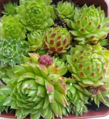 dunkel Grün Succulent Blumensamen zur Aussaat – Traditionssorte ohne Gentechnik Halbschatten verträglich biologisch Garten Samen Keimung