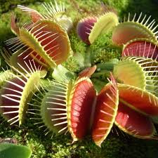 Gemischt Venus Fly Trap Blumensamen zur Aussaat – Garten beliebt – Traditionssorte & ohne Gentechnik Samen Hausgarten