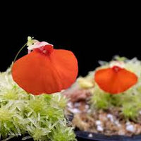 Orange Utricularia Blumensamen zur Aussaat – saisonal Dauerblüher – Traditionssorte & ohne Gentechnik Samen Hausgarten