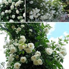 Weiß kletternd Rose Blumensamen zur Aussaat – Wildblume Mischung – Traditionssorte & ohne Gentechnik Samen Hausgarten