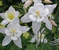 Weiß Columbine Blumensamen zur Aussaat Wildblume Mischung Traditionssorte & ohne Gentechnik Samen Hausgarten