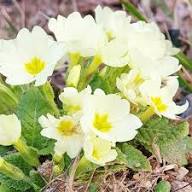 Weiß & Gelb Primel Malacoides Blumensamen zur Aussaat – saisonal Dauerblüher – Traditionssorte & ohne Gentechnik Samen Hausgarten