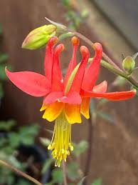 Orange Columbine Blumensamen zur Aussaat sonnenliebend Traditionssorte & ohne Gentechnik Samen Hausgarten