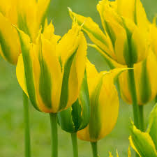 Grün Gelb Tulpe Blumensamen zur Aussaat Bestäuber freundlich Traditionssorte & ohne Gentechnik Samen Hausgarten