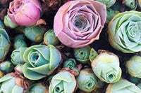 Greenovia Blumensamen zur Aussaat – hochwertige Qualitäts- – Traditionssorte & ohne Gentechnik Samen Hausgarten
