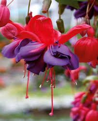 gefüllt Petals Fuchsie Blumensamen zur Aussaat – Schnitt Blume beliebt – Traditionssorte & ohne Gentechnik Samen Hausgarten