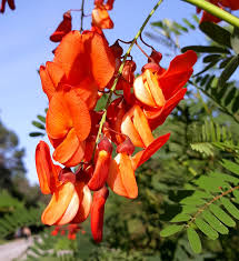 Sesbania punicea rot wisteria samen with orange blooms