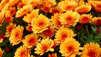 hell Orange Chrysantheme Blumensamen zur Aussaat – sonnenliebend – Traditionssorte & ohne Gentechnik Samen Hausgarten