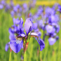 Japanese Iris Blumensamen zur Aussaat – leuchtend – Traditionssorte & ohne Gentechnik Samen Hausgarten