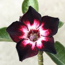 Rot Schwarz Wüstenrose Blumensamen – Bestäuber freundlich Traditionssorte & ohne Gentechnik Samen Hausgarten