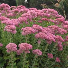 Gemischt Sedum Blumensamen zur Aussaat – Schnitt Blume beliebt – Traditionssorte & ohne Gentechnik Samen Hausgarten