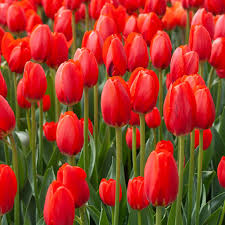 tief Rot Tulpe Blumensamen leuchtend Blüten Traditionssorte & ohne Gentechnik Samen Hausgarten