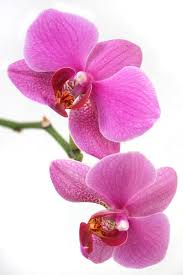 Lila Schmetterlingsorchidee Orchidee Blumensamen zur Aussaat kompakt Wuchs Traditionssorte & ohne Gentechnik Samen Hausgarten