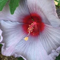 Ash Hibiskus Blumensamen – hochwertige Traditionssorte ohne Gentechnik Samen Hausgarten & leuchtend Blüten