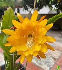 Gelb Epiphyllum Blumensamen zur Aussaat leuchtend Blüten Traditionssorte & ohne Gentechnik Samen Hausgarten