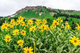 Goldeneye viguiera multiflora samen for bright blumen