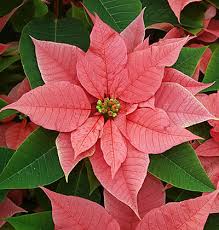 Rosa Weihnachtsstern Blumensamen zur Aussaat – pflegeleicht – Traditionssorte & ohne Gentechnik Samen Hausgarten