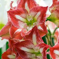 Rot Weiß Ritterstern Blumensamen zur Aussaat – hochwertige Qualitäts- – Traditionssorte & ohne Gentechnik Samen Hausgarten