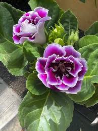 Violett Weiß Gloxinie Blumensamen zur Aussaat sonnenliebend Traditionssorte & ohne Gentechnik Samen Hausgarten
