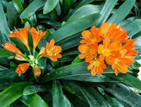 Clivia Samen Mischung fuer Zimmerpflanzen