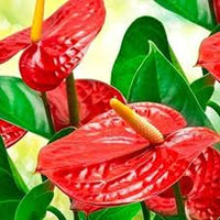Rot Flamingoblume Andraeanu Blumensamen sonnenliebend Traditionssorte & ohne Gentechnik Samen Hausgarten