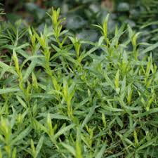 Estragon Samen Artemisia dracunculus