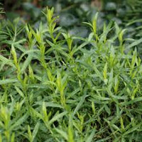 Estragon Samen Artemisia dracunculus