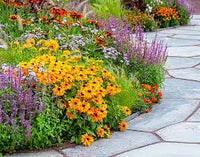 mehrfarbig mehrjährig Blumensamen zur Aussaat Schnitt Blume beliebt Traditionssorte & ohne Gentechnik Samen Hausgarten