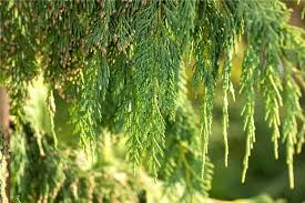 Pendula Chamaecyparis Nootkatensis Blumensamen zur Aussaat – Anzucht – Traditionssorte & ohne Gentechnik Samen Hausgarten