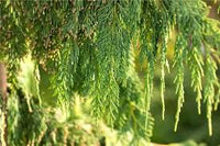 Pendula Chamaecyparis Nootkatensis Blumensamen zur Aussaat – Anzucht – Traditionssorte & ohne Gentechnik Samen Hausgarten