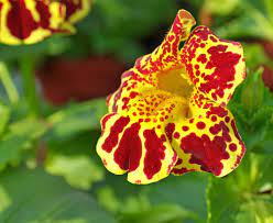 Monkey Blume Mimulus Samen (Affenblumensamen)