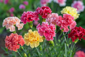 Gemischt Nelke Telstar Blumensamen zur Aussaat – farbenfroh Schau – Traditionssorte & ohne Gentechnik Samen Hausgarten