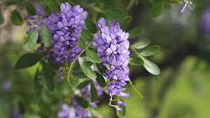 Texas Mountain Laurel Mescal Bean Blumensamen zur Aussaat – Halbschatten verträglich – Traditionssorte & ohne Gentechnik Samen Hausgarten