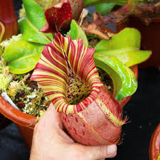 Mosquito Carnivorous Blumensamen zur Aussaat – sonnenliebend – Traditionssorte & ohne Gentechnik Samen Hausgarten