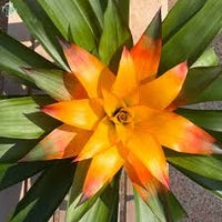 Orange Bromeliad Blumensamen zur Aussaat – Traditionssorte ohne Gentechnik biologisch Garten Samen Keimung