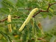 Prosopis Cineraria Baum Samen zur Aussaat – Landhaus Garten wichtig – Traditionssorte & ohne Gentechnik Samen Hausgarten