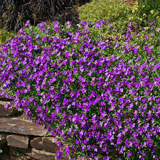 Stein Cress Blumensamen PlantingSnow Peak Wildblume Mischung Traditionssorte & ohne Gentechnik Samen Hausgarten