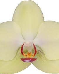 hell Gelb Schmetterlingsorchidee Orchidee Samen Blumensamen zur Aussaat sonnenliebend Traditionssorte & ohne Gentechnik Samen Hausgarten