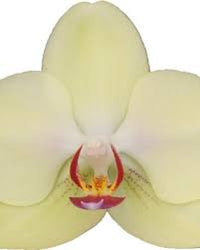 hell Gelb Schmetterlingsorchidee Orchidee Samen Blumensamen zur Aussaat sonnenliebend Traditionssorte & ohne Gentechnik Samen Hausgarten