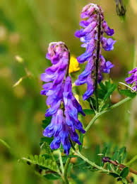 Gemischt Wicke Blumensamen zur Aussaat hochwertige Qualitäts- Traditionssorte & ohne Gentechnik Samen Hausgarten
