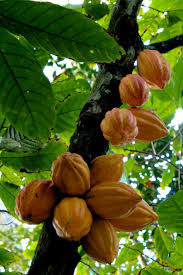 Kakaosamen Theobroma cacao