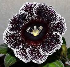 Schwarz Weiß Gloxinie Blumensamen zur Aussaat – robust Sorte – Traditionssorte & ohne Gentechnik Samen Hausgarten