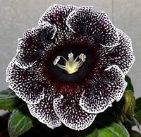 Schwarz Weiß Gloxinie Blumensamen zur Aussaat – robust Sorte – Traditionssorte & ohne Gentechnik Samen Hausgarten