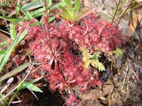 hell Rosa Sundew zur Aussaat robust Sorte Traditionssorte & ohne Gentechnik Samen Hausgarten