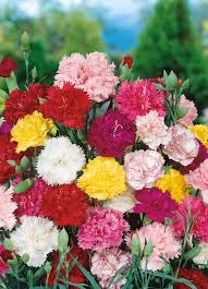 Bordeaux Carnations Blumensamen zur Aussaat – Traditionssorte ohne Gentechnik Wildblume Mischung biologisch Garten Samen Keimung